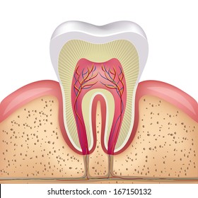 Healthy white tooth, gums and bone illustration, detailed anatomy