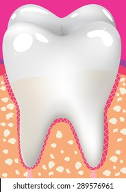Healthy white tooth, gums and bone illustration, detailed anatomy