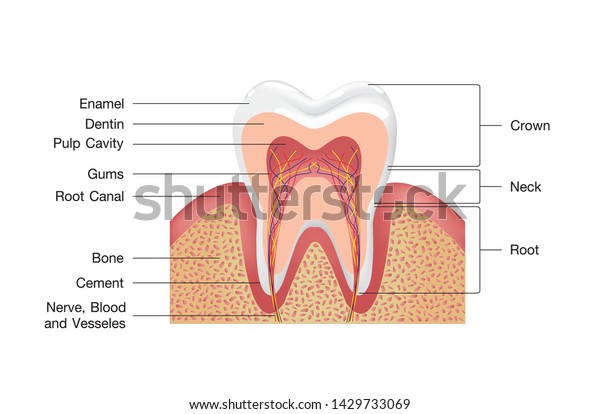 Healthy white tooth, gums and bone\
illustration, detailed anatomy. Tooth anatomy infographics.\
Realistic White Tooth Mockup. Oral Care health Concept. Medical\
banner or poster Vector\
illustration