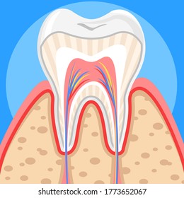 Healthy white tooth in a section, anatomy