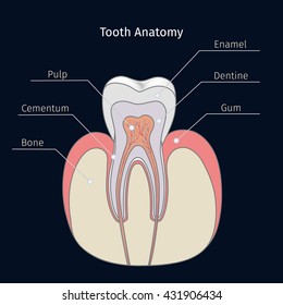 Healthy white tooth vector illustration, detailed anatomy