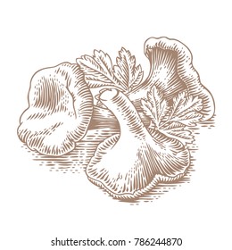 Heap of chanterelles with fresh green parsley