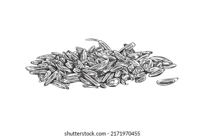 Heap of cumin or caraway spice dry seeds hand drawn sketch or engraved vector illustration isolated on white background. Cumin or jeera, zira food spice.