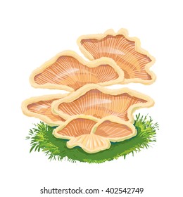 Heap plate of mushrooms family on grass. 
Fungi like armillaria, oyster, chanterelle.