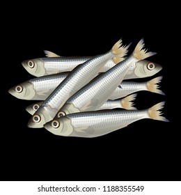 Heap small fresh fish. Vector illustration isolated on black background