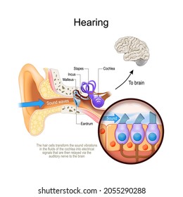 Hearing. Cross Section Of Human's Ear With Cochlea. Close-up Of Hair Cells That Transform The Sound Vibrations In The Fluids Of The Cochlea Into Electrical Signals