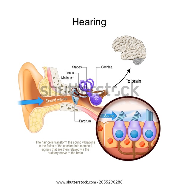 Hearing. Cross section of human\'s\
ear with Cochlea. Close-up of hair cells that transform the sound\
vibrations in the fluids of the cochlea into electrical\
signals