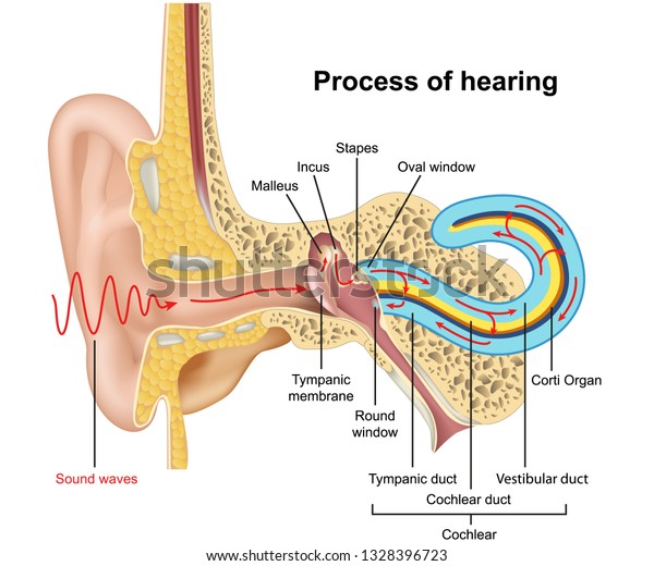 Hearing process, ear anatomy 3d vector\
illustration on white\
background
