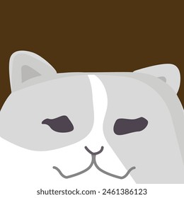 Hearing Split Unregular Fluffy Light Grey Cat with Pure White Highlights. Cat with Pure White Highlights Hearing Split Unregular Fluffy Light Grey 