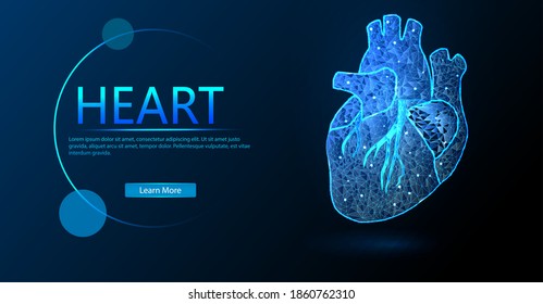 Heart. Abstract 3D vector of human heart isolated on blue background. The concept of medicine with the geometry of a triangle. Anatomy, cardiology medicine, organ health, medical science, life health.
