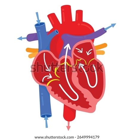 The Heart Anatomy : blood flow
