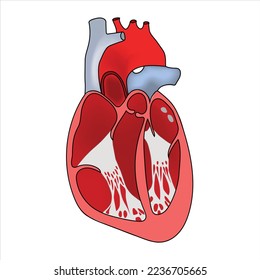 Anatomía cardíaca, cámaras cardíacas, válvulas cardíacas