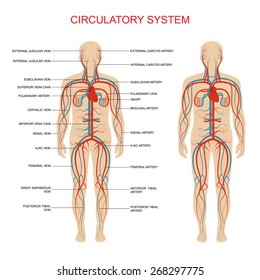 Heart Anatomy, Circulatory System, Human Blood Artery, Medical Illustration