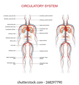 Heart Anatomy, Circulatory System, Human Blood Artery, Medical Illustration