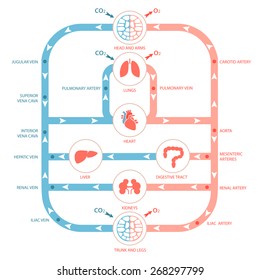anatomía cardíaca, sistema circulatorio, arteria sanguínea humana, ilustración médica