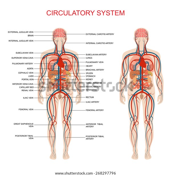 人間の臓器構造の人体解剖図 甲状腺 脳 心臓 胃 腎臓 肝臓 肺 視覚系循環系 生物学のアイコン画像は器官のベクター画像を示します のベクター画像素材 ロイヤリティフリー Shutterstock