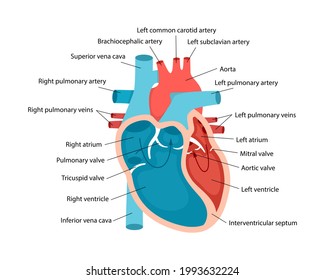 Heart Diagram Hd Stock Images Shutterstock