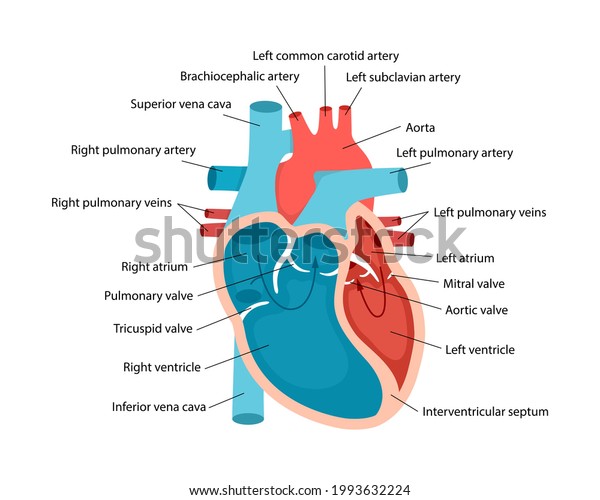 心臓の解剖学と説明の接写 人間の心臓の断面イラストを含む教育図 のベクター画像素材 ロイヤリティフリー