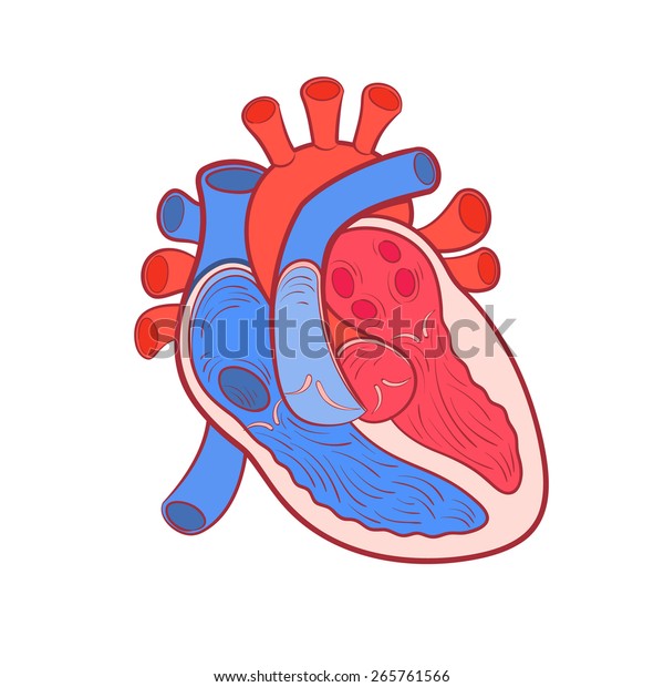 Heart Anatomy Color Outline Vector Illustration Stock
