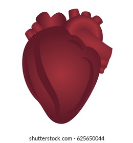 Heart anatomy colorful drawing on a white background