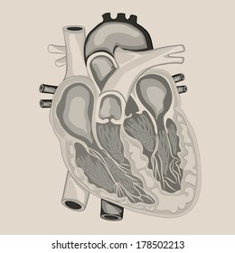 HEART ANATOMY Cross Section