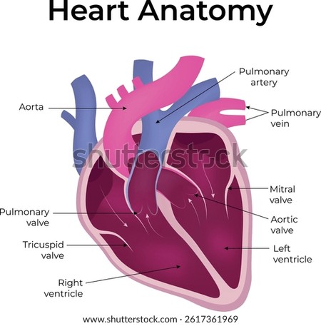 Heart Anatomy Design Vector Illustration