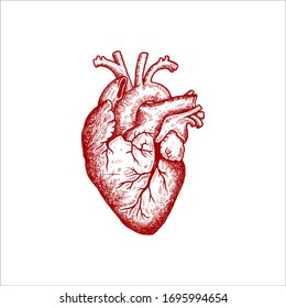 Heart Anatomy Hand-drawn Illustration Vector