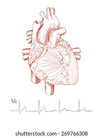 Heart anatomy and human electrocardiogram as a sketch