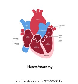 Infografik zur Herzanatomie. Vektorfarbe flache moderne Illustration. Innere Organquerschnitt mit anatomischem Textbild. Design für Gesundheit, Kardiologie, Bildung.