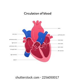 Heart anatomy infographic chart. Vector gradient color illustration. Inner organ cross section with blood cerculation arrow anatomical diagram. Design for healthcare, cardiology, education.