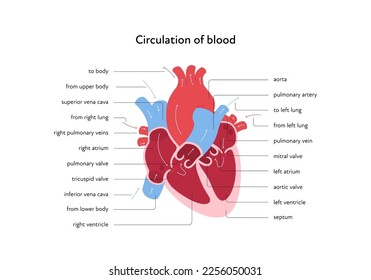 Infografik zur Herzanatomie. Vektorfarbe flache moderne Illustration. Innere Organquerschnitt mit dem Pfeil für die Blutzirkulation anatomisches Diagramm. Design für Gesundheit, Kardiologie, Bildung.