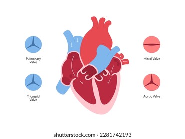 Infografik zur Herzanatomie. Vektorfarbige Flachgrafik. Innere Organquerschnitt mit Blutzirkulation und Ventilanatomischem Diagramm. Design für Gesundheit, Kardiologie, Bildung.