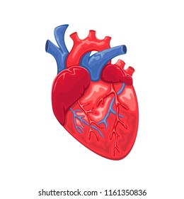 Heart anatomy isolated on white background, illustration.