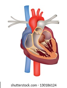 Heart Anatomy Medical Sign. Human Heart Cross Section Structure