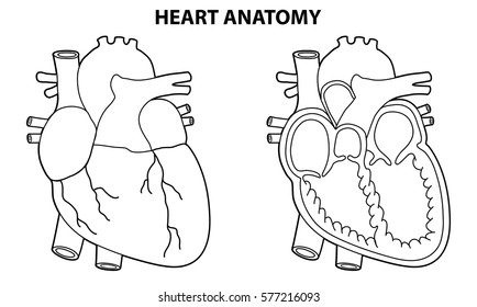 HEART ANATOMY OUTLINE illustration vector
