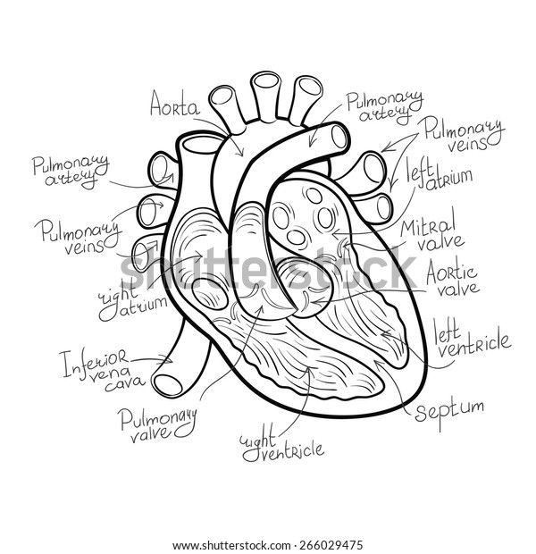 Heart Anatomy Outline Vector Illustration Stock Vector (Royalty Free ...