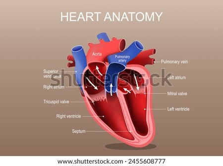Heart anatomy. Part of the human heart. Vector poster. Isometric Flat illustration.