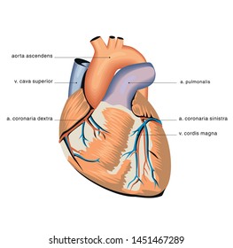 heart anatomy study vessels heart anatomy study vessels