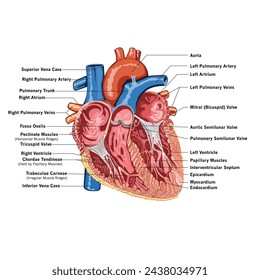 Heart Anatomy. 
heart system.
Components of the heart.