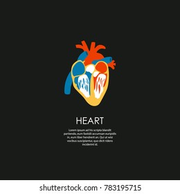 Heart anatomy. Vector graphic design illustration
