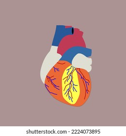Heart anatomy vector for health purpose or other needs