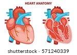 HEART ANATOMY VECTOR ILLUSTRATION