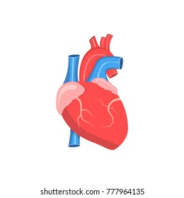 Heart anatomy. Vector illustration.