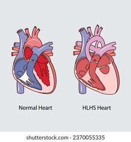 Heart anatomy vector illustration vector 2D illustration