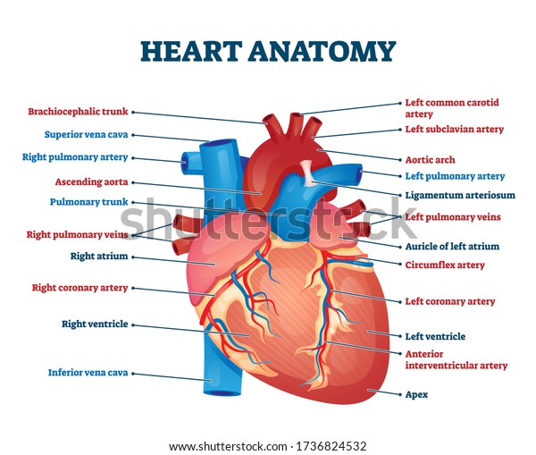 Heart Anatomy Vector Illustration Labeled Organ Stock Vector (Royalty ...