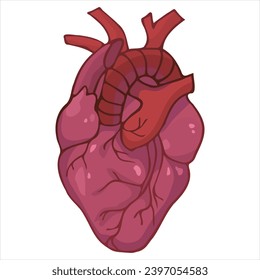 vector de anatomía cardíaca aislado en blanco