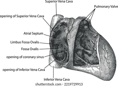 heart anatomy vertical cross section of heart illustrated diagram. 