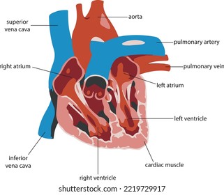 anatomía cardíaca sección transversal vertical del diagrama ilustrado del corazón. 