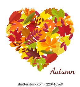 heart from autumn leaves on a white background a background