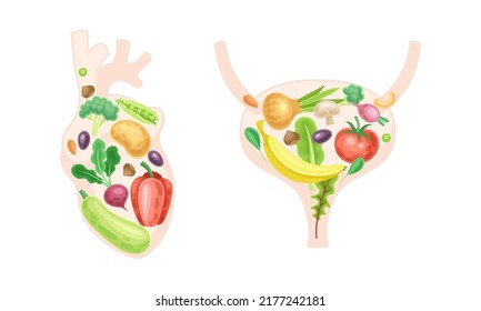 Heart and bladder made of fresh fruit and vegetables. Healthy human internal organs vector illustration